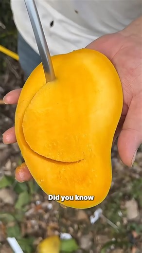 Phil History on Instagram: "Philippine Golden Mango Discover the Carabao mango from Zambales. one of the sweetest and most loved mangoes in the Philippines. From century-old trees to modern farms, these golden fruits are celebrated in the Dinamulag Mango Festival and exported worldwide, carrying the taste, pride, and sunshine of the Philippines in every bite. 🎥 Credits to the rightful owners of the videos and images used. No copyright infringement intended. #philippinegoldenmango #zambalesmango