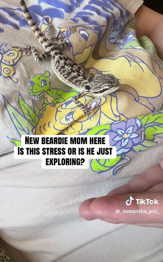 Understanding Baby Bearded Dragon Behavior