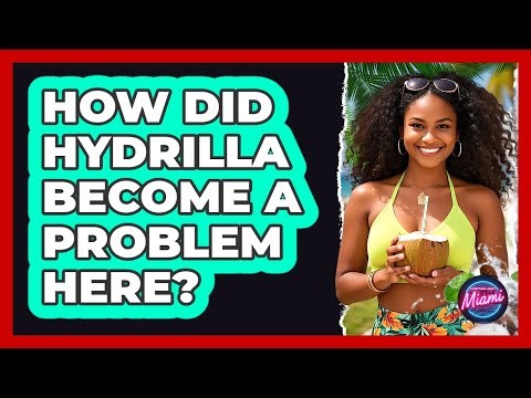 How Did Hydrilla Become A Problem Here?