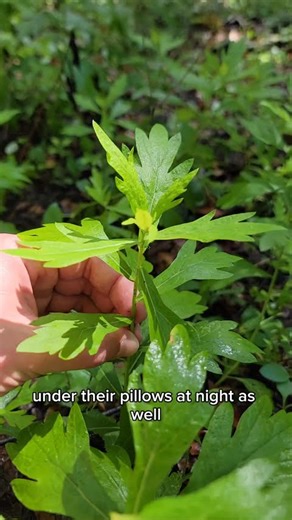 Foraging Mugwort in the SF Bay Area | Dream-Inducing Herb You Can Find on Any Trail