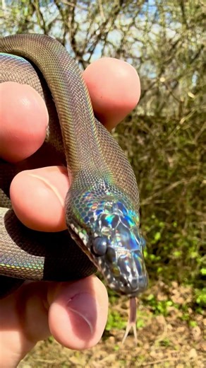 Northern White Lipped Python in Shed