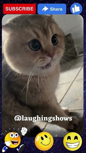 😂 Funniest Fight Ever! Cats Arguing Like Two Women 🐾🤣