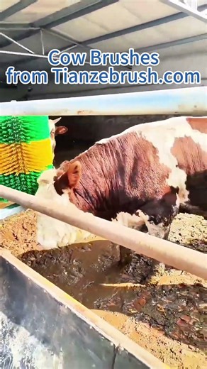 Watch cows go wild over their favourite manual cattle brush. #cow #cowbrush #cattle #cattlebrush