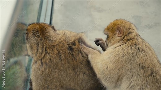 Two Barbary macaques monkeys grooming each other on the Rock of Gibraltar, capturing natural social behavior in a famous wildlife setting.