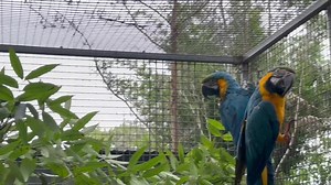 Rescue Macaws At least they enjoyed the branches - they did a bit of redecorating ☺️ | Macaws Australia