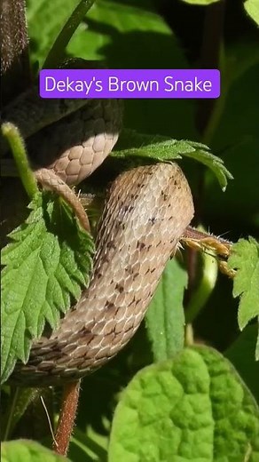 Found my first Dekay's Brown Snake! #herps #lifer #wildlife