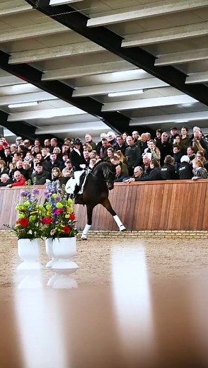 💚 𝙈𝙚𝙧𝙡𝙤𝙩 𝙑𝘿𝙇 💚 Our young and talented dressage stallion Merlot had a great performance with Femke de Laat at our stallionshow last Saturday #vdlstallionshow #dressage #stallions #vdlstud #dwhstables #dressuurhengst #paardenfokken #horsebreeding #kwpn | VDL Stud