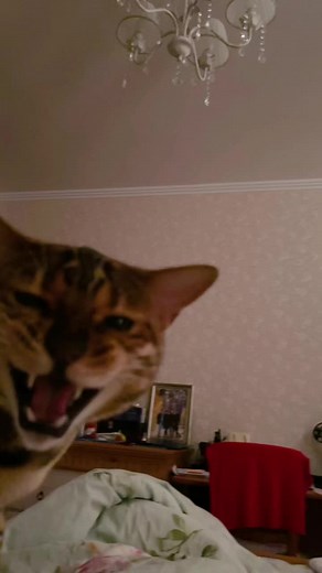 Bengal Cat Features: Charming Striped Beauty