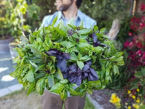 How to Harvest Basil to Create Bushy Plants & Increase Yields