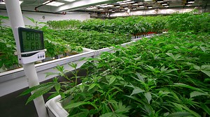 Marijuana Farmer Turned Digital Sports Name Soars 922% In March