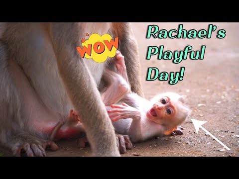 🔴Live Now Mama Monkey Ruby and Baby Rachael – Playful and Charming Moments on the Ground!