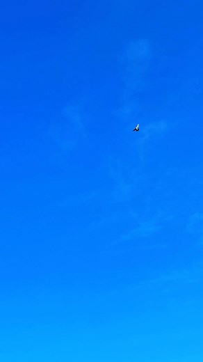 2.8K views · 55 reactions | PERFECT TUMBLER ROLLER PIGEONS TUMBLING IN AIR ❤️️ #highflyingpigeons #kabutar #rollerpigeon #pigeon #pigeonlovers #pigeonlove | Birds Lovers | Facebook