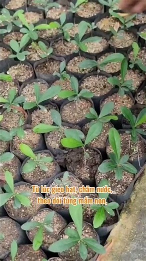 The Journey of the Xao Tam Phan Tree from Seed