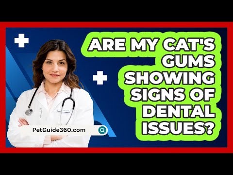 Are My Cat's Gums Showing Signs of Dental Issues?