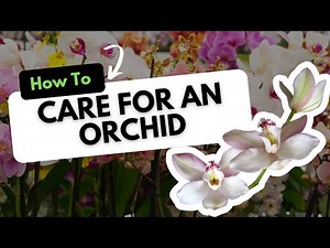 How To Care for an Orchid