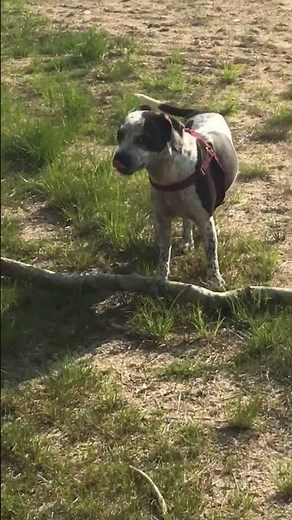 Silly Puppy Shows Off Big Stick!