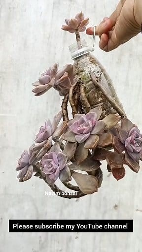 24K views · 318 reactions | Growing succulents from recycled materials: saves pots and is practical! #sunflower #succulentleafpropagation #succulentcare | Nazim's Bonsai | Facebook