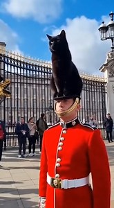 The newest addition to the Royal Guard uniform. 💂🐈 | Viral Studio