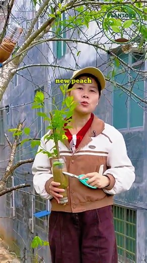 Grow a Peach Tree from One Branch 🍑 20-Day Root Trick #Shorts #growhappy