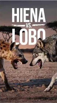 HIENA vs. LOBO 🐾⚔️ | Estrategia de Manada o Fuerza Individual