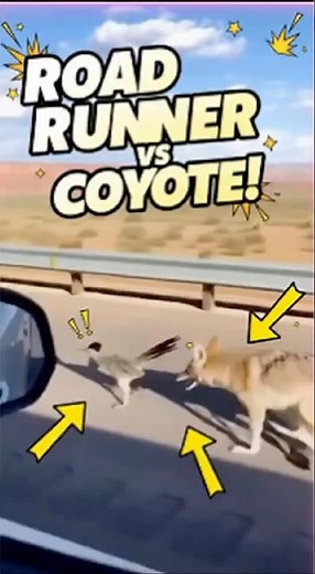 Road Runner vs Coyote!