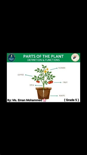 🌿 Parts of the Plant – Grade 5 🪴 Our students enjoyed a wonderful and interactive English lesson about the parts of a plant. Each student took turns explaining every part — its definition and function — showing great understanding and confidence. 🌱✨ There was also an amazing level of interaction, as some students asked questions to clarify ideas and deepen their learning. 💬💡 We ended the lesson with an educational video that helped reinforce the topic. 🎥🌱 🌸 Thank you to our amazing stude