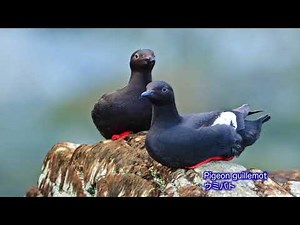 カムチャツカ半島と千島列島 探検クルーズ