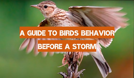 A Guide to Birds Behavior Before a Storm - WeatherStationPro