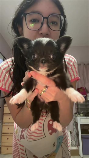 Cute Names for Pets: Old Rich and Japanese Suggestions