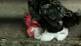 L'accouplement Des Attaques De Coq De Poulets Sur Le Coq De Reproduction De Poulet Et Le Poulet Permettent La Voie Audio Clips Vidéos - Vidéo du couples, masculin: 93915183