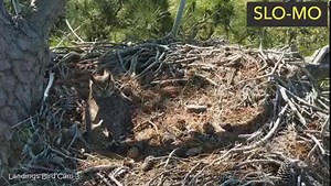 Did you miss this incredible interaction between two fierce birds of prey from the Savannah Great Horned owl cam this weekend? In a wild turn of events, a Red-tailed Hawk attacks the female and pulls her off the nest bowl. Thankfully, the female recovers quickly and seems unharmed. The female's short trip off the nest revealed that her owlet has finished hatching sometime in the early morning hours of February 19! Tune in LIVE to meet the new owlet at AllAboutBirds.org/SavannahOwls Red-tailed Ha