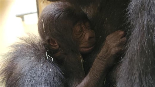 'We are heartbroken' | Zoo Atlanta mourns loss of newborn gorilla