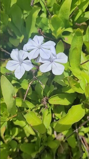 Plumbago: Discover this Extremely Useful Bach Flower Remedies for Confidence!