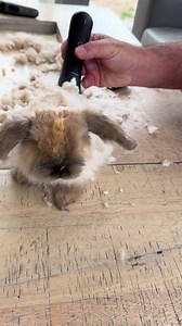 Bunny Grooming: How Often to Shave Your Rabbit