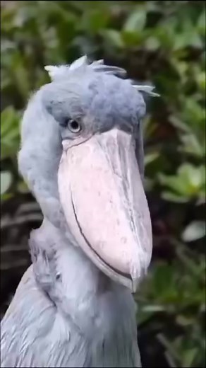 109K views · 3.6K reactions | The Shoebill (aka Whale-head, aka...