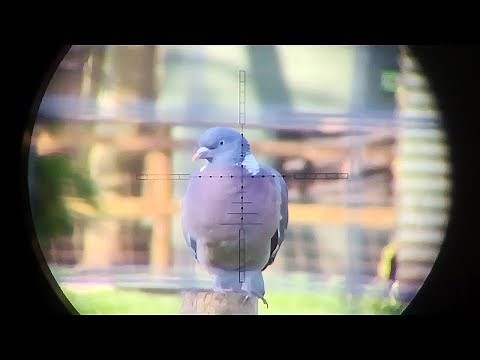 The Airgun Show – Scope-cam squirrel, pigeon and rabbit hunt, HIGHLIGHTS Northern Shooting Show