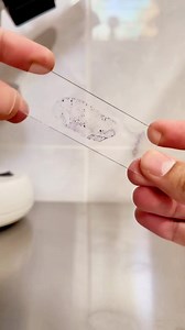 43K views · 388 reactions | Gram staining 裂 This simple yet powerful technique helps microbiologists classify bacteria into two main groups: Gram-positive and Gram-negative . It’s named after Hans Christian Gram, who developed the method in 1884 ️. #microbiology #biology #microscopy #lablife #microscope #science #bioimaging | رحلة طبيب المختبر | Facebook