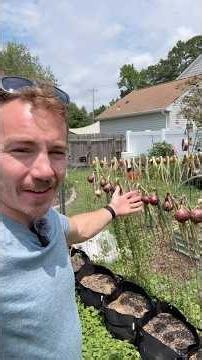 Curing onions for storage 🧅