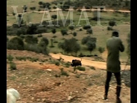 LA MONTERÍA. CAZA 'DE VOCERÍA'. JABALÍES EN CIUDAD REAL