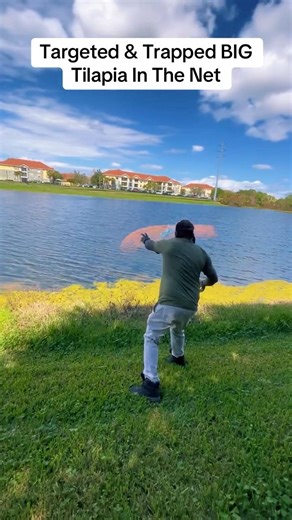 Switched up the flow on this video and trapped a MASSIVE tilapia in the net #fishnerd #fishyfacts