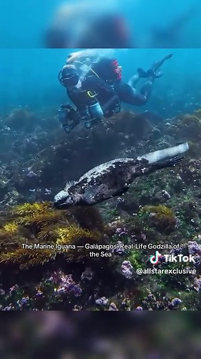 The Marine Iguana: Galápagos' Real-Life Godzilla