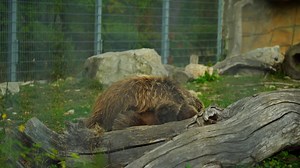 Download Himalayan Brown Bear in zoo for free