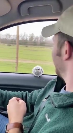 Owl has the cutest baby! | Peek Yummy