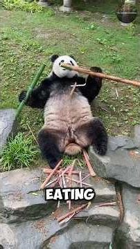Pandas Are Terrible at Eating Bamboo (Wait What?!)