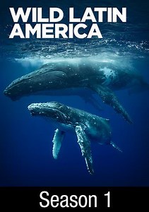 Wild Latin America: Humpback Birth of a Giant