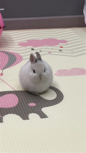 Meet Roundy: The Adorable Bunny Star