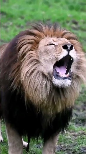 Angry lion roaring to hunt #Short