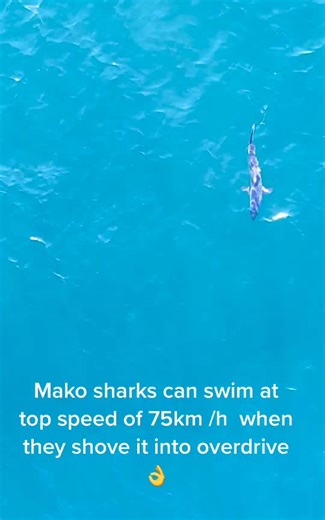 Mako Shark Top Speed Facts Revealed