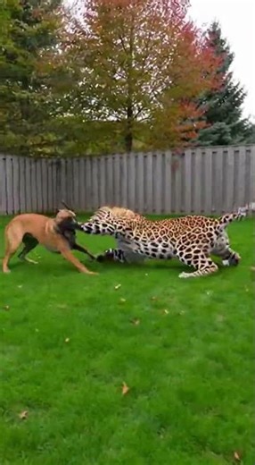 Brave Dog Saves Owner from Leopard Attack in Backyard! 🐕🆚🐆