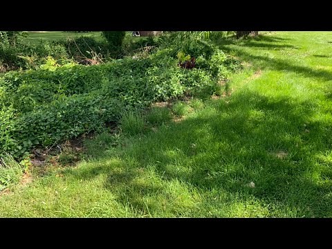 How I get rid of large areas of invasive ground cover! // TheFlowerFanatic